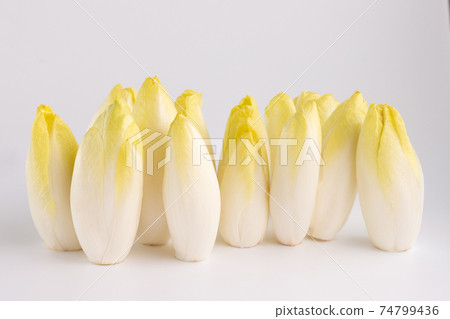 many endives salad roots or chicory on white background, front view, 74799436