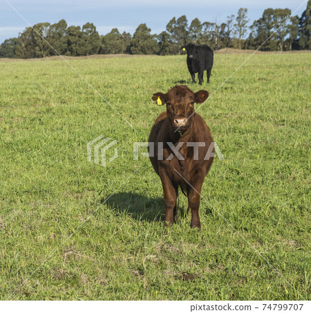Grass feed, Cow, La Pampa, Argentina 74799707