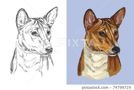 Vector illustration portrait of cute dog Basenji 74799729