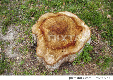 Tree stump annual rings Tree stump annual rings 74799767