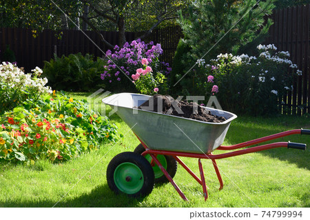 Wheelbarrow full of compost on yard Wheelbarrow full of compost on yard 74799994