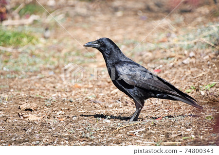 Hermopotus glass 74800343