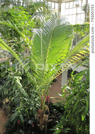 川口市綠色中心大型溫室植物（椰子）K玉縣川口市 74800393