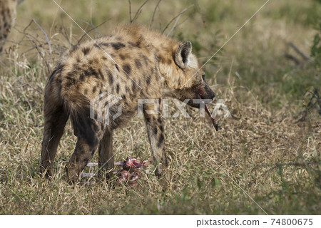 Hyena eating, Africa Hyena eating, Africa 74800675