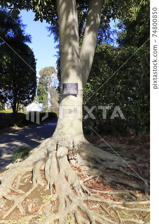 Lithocarpus edulis trunk and roots Lithocarpus edulis trunk and roots 74800850