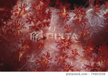 Wolf goby (luposicya lupus),camouflaged among soft coral Wolf goby (luposicya lupus),camouflaged among soft coral 74801036