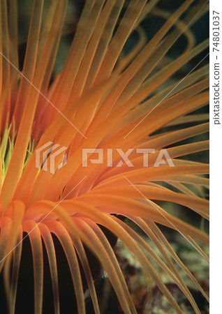 Orange tube anemone, close-up Orange tube anemone, close-up 74801037