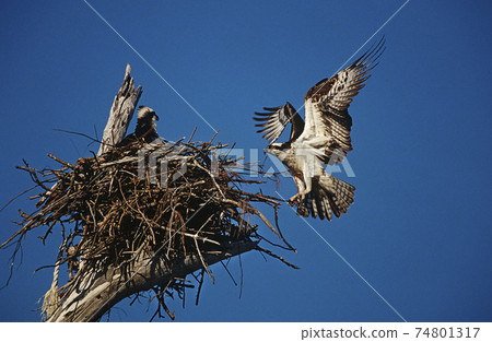 Adult Osprey (Pandion haliaetus) returning to nest with nestling Adult Osprey (Pandion haliaetus) returning to nest with nestling 74801317