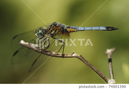Close-up of Dragonfly on twig 74801390
