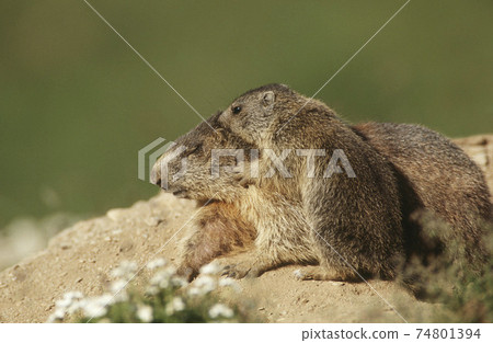 Female Marmot with cub Female Marmot with cub 74801394