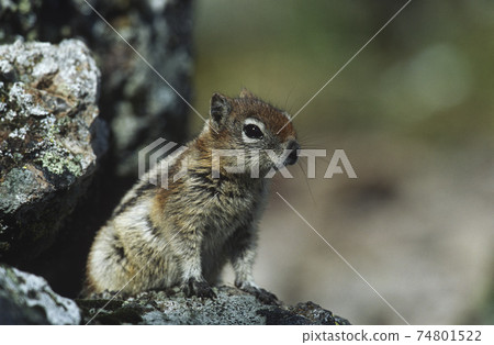 Chipmunk on rock Chipmunk on rock 74801522