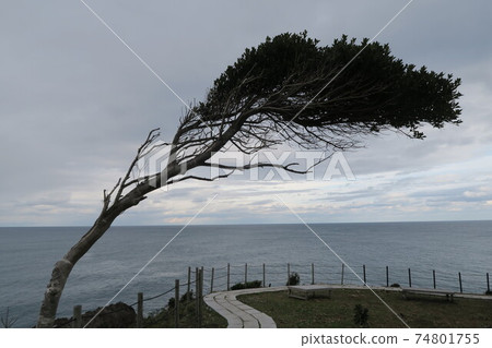 A tree bent by the strength of the wind at Kongozaki Ishikawa A tree bent by the strength of the wind at Kongozaki Ishikawa 74801755