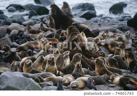 USA, Alaska, St. Paul Island, colony of Northern Fur Seals on rocky shore 74801783