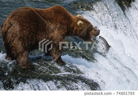 USA, Alaska, Katmai National Park, Brown Bear catching Salmon in river, side view USA, Alaska, Katmai National Park, Brown Bear catching Salmon in river, side view 74801785