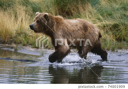 USA, Alaska, Katmai National Park, Brown Bear running across water, side view 74801909