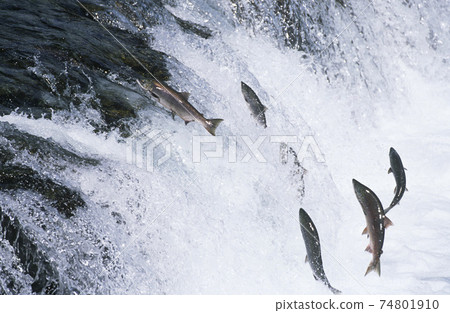 Group of Salmon jumping upstream in river 74801910