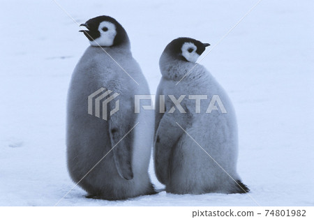 Two young Emperor Penguins standing back to back Two young Emperor Penguins standing back to back 74801982