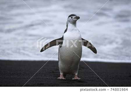 Chinstrap Penguin (Pygoscelis antarcticus) at seashore 74801984