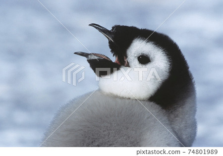 Close-up of Juvenile Emperor Penguin with open beak 74801989