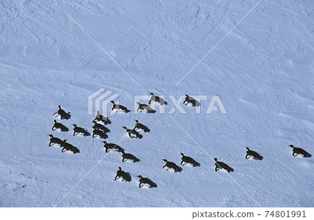 Antarctica, Weddell Sea, Riiser Larsen Ice Shelf, colony of Emperor Penguin 74801991