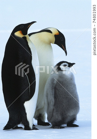 Antarctica, Weddel Sea, Atka Bay, Emperor Penguin Family 74801993