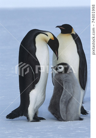 Antarctica, Weddel Sea, Atka Bay, Emperor Penguin Family 74801998