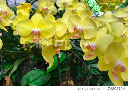 Yellow orchid flower in garden at winter Phalaenopsis orchid. 74802134