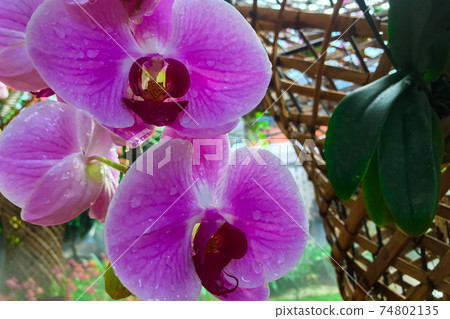 Orchid flower in garden at winter Phalaenopsis orchid. 74802135