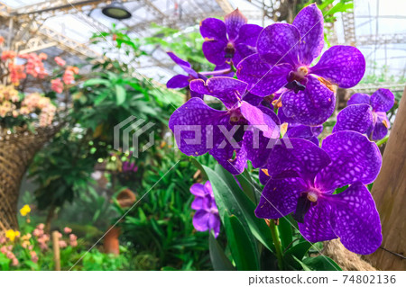 Orchid flower in garden at winter Phalaenopsis orchid. 74802136
