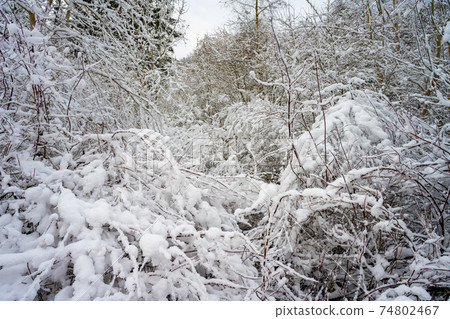 Trees covered in snow a crispy cold winter day. Picture from Scania, Sweden 74802467