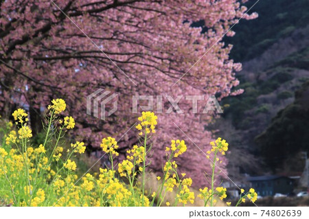 櫻花盛開,油菜花盛開 櫻花盛開,油菜花盛開 74802639