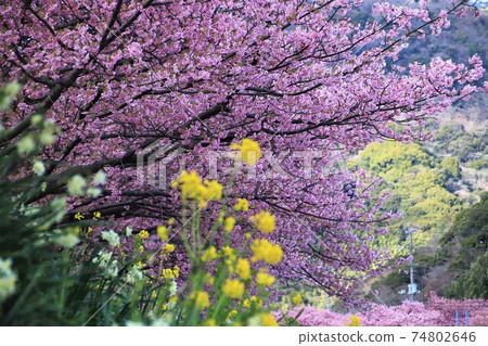 櫻花盛開,油菜花盛開 櫻花盛開,油菜花盛開 74802646