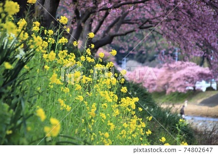 櫻花盛開,油菜花盛開 櫻花盛開,油菜花盛開 74802647