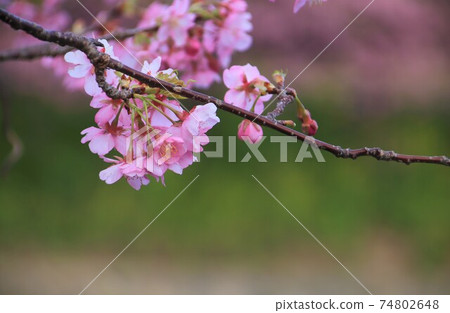 河津櫻花盛開 74802648