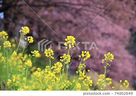 櫻花盛開,油菜花盛開 櫻花盛開,油菜花盛開 74802649