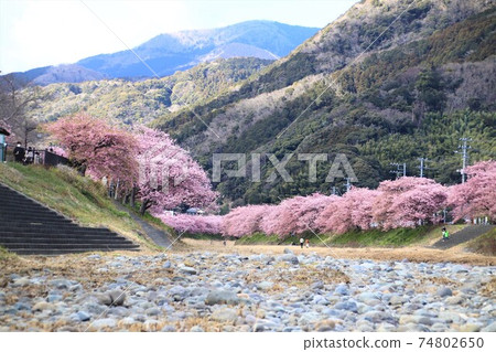 河津櫻花盛開 河津櫻花盛開 74802650