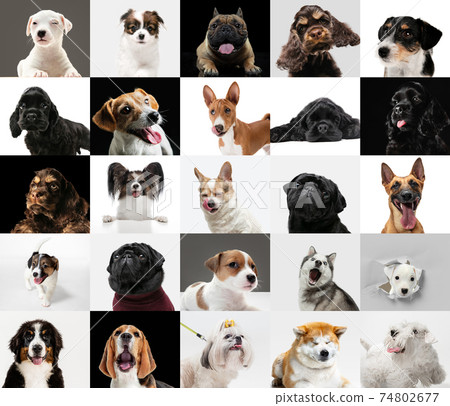 Young dogs, pets collage. Cute doggies or pets looking happy isolated on multicolored background. Young dogs, pets collage. Cute doggies or pets looking happy isolated on multicolored background. 74802677