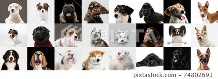 Young dogs, pets collage. Cute doggies or pets looking happy isolated on multicolored background. Young dogs, pets collage. Cute doggies or pets looking happy isolated on multicolored background. 74802691