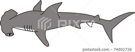 Hammerhead Shark Illustration Stock Illustrations – 1,712 Hammerhead Shark  Illustration Stock Illustrations, Vectors & Clipart - Dreamstime