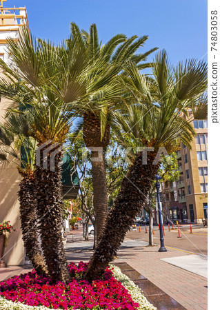 Palms trees in the city San Diego. Palms trees in the city San Diego. 74803058