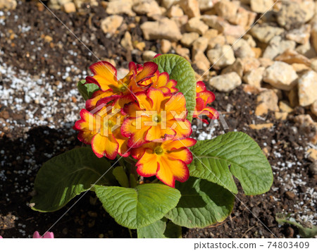 Primrose 74803409