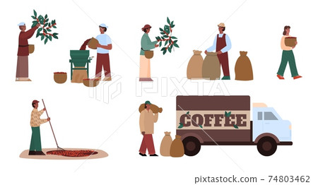 Farmer working on agriculture farm and engaged manufacturing coffee production 74803462