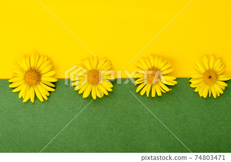 Wild field yellow flowers on bright color background Wild field yellow flowers on bright color background 74803471