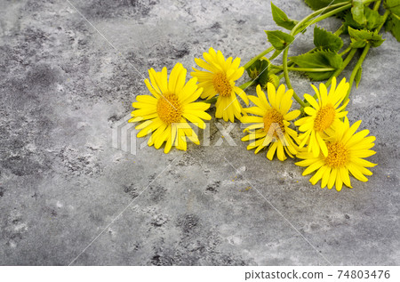 Wild field yellow flowers on bright color background Wild field yellow flowers on bright color background 74803476