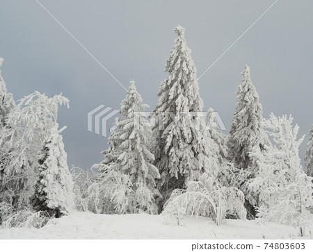 Coniferous trees in the Swiss Jura mountains in deep snow Coniferous trees in the Swiss Jura mountains in deep snow 74803603