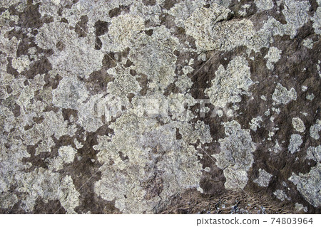 Parmotrema tinctorum on the rock 74803964