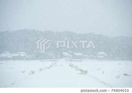一群天鵝在白雪皚皚的鄉村中過馬路。島根縣安來市（雪） 74804010