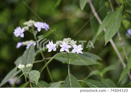 hydrangea flower hydrangea flower 74804320