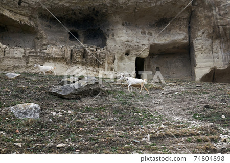 goats roam on a hillside under the walls of the abandoned cave town 74804898