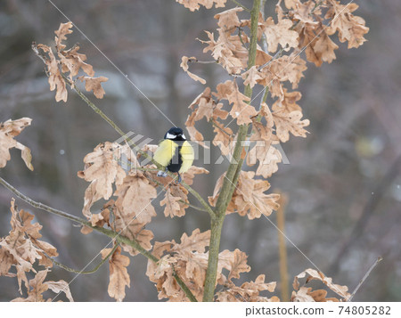 Close up Great tit, Parus major bird perched on the oak tree branch at winter time. Bird feeding concept. Selective focus. Close up Great tit, Parus major bird perched on the oak tree branch at winter time. Bird feeding concept. Selective focus. 74805282